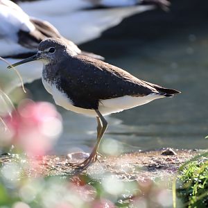 Green Sandpiper