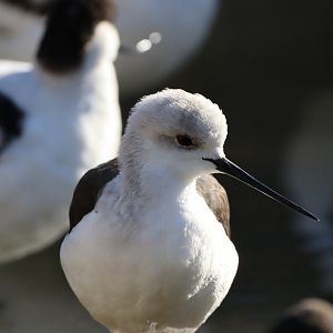 Black-winged Stilt
