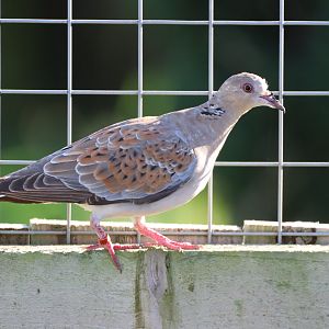 European Turtle Dove