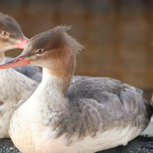 Red-breasted Merganser