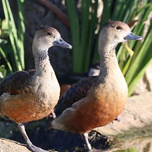 Lesser whistling-duck