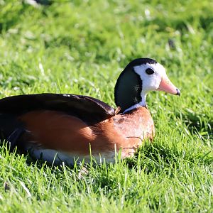 African pygmy-goose