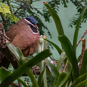 Blue-headed quail-dove (Starnoenas cyanocephala)