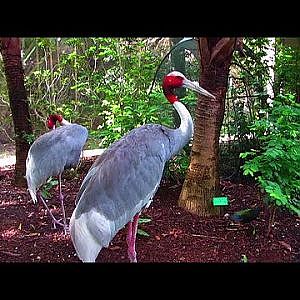 Catching Up With The Cranes! - YouTube