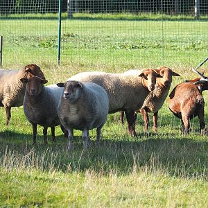 Ardense voskop/Ardennais red sheep (Ovis aries) and Pygmy goat (Capra hircus), 2023-09-26