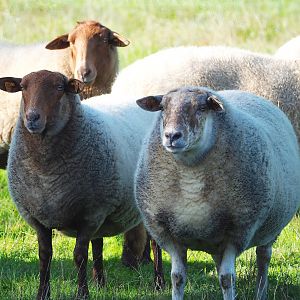 Ardense voskop/Ardennais red sheep (Ovis aries), 2023-09-26