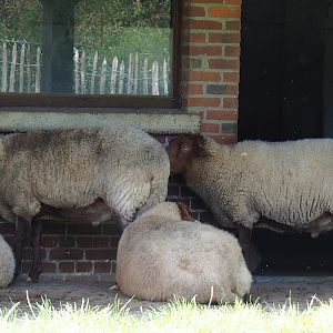 Ardense voskop/Ardennais red sheep (Ovis aries), 2023-09-26