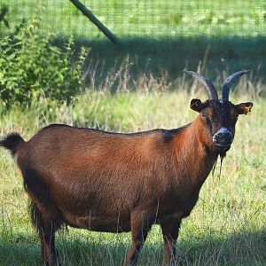 Pygmy goat (Capra hircus), 2023-09-26