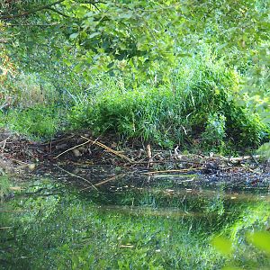 Wild Eurasian beaver dam, 2023-09-26