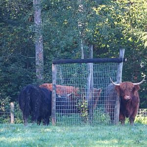 Scottish Highland cattle (Bos taurus), 2023-09-26