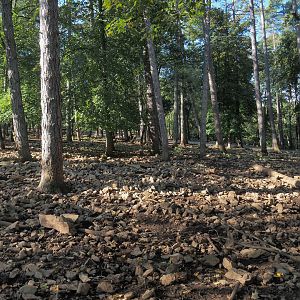 Central European wild boar paddock, 2023-09-26