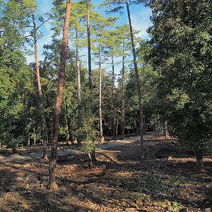 Central European wild boar paddock, 2023-09-26