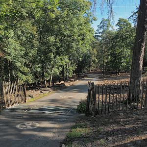 Central European wild boar paddock with cattle grid access and road for safari cars, 2023-09-26