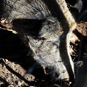 Central European wild boar (Sus scrofa scrofa), 2023-09-26