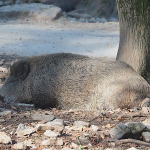 Central European wild boar (Sus scrofa scrofa), 2023-09-26