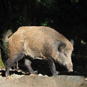 Central European wild boar (Sus scrofa scrofa), 2023-09-26