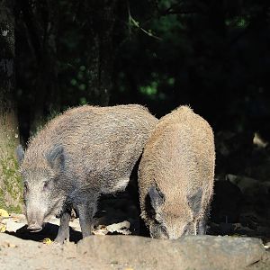 Central European wild boar (Sus scrofa scrofa), 2023-09-26
