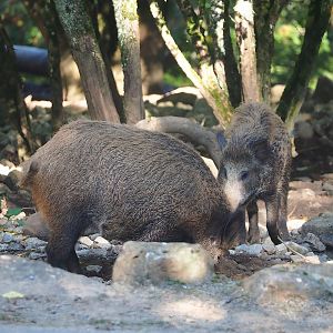 Central European wild boar (Sus scrofa scrofa), 2023-09-26