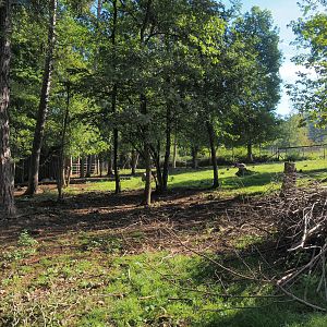 Eurasian forest reindeer paddock, 2023-09-26