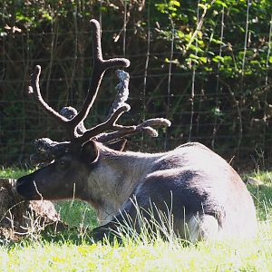 Eurasian forest reindeer (Rangifer tarandus fennicus), 2023-09-26