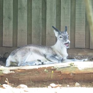 Eurasian forest reindeer (Rangifer tarandus fennicus), 2023-09-26