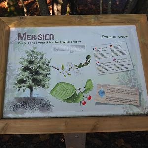 New tree species signage, 2023-09-26