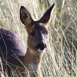 Roe Deer, Doe