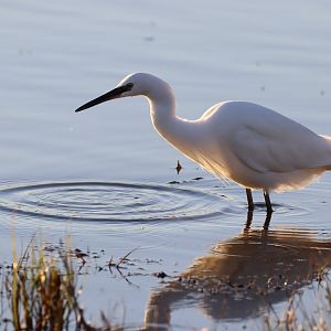Little Egret