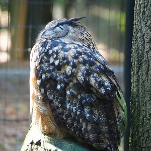 European eagle-owl (Bubo bubo bubo), 2023-09-26