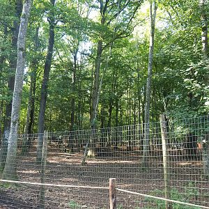 Second Eurasian forest reindeer paddock, 2023-09-26