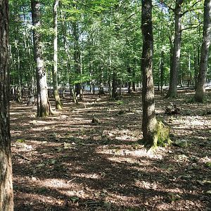 Second Eurasian forest reindeer paddock, 2023-09-26