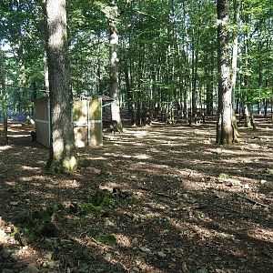 Second Eurasian forest reindeer paddock, 2023-09-26
