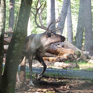 Eurasian forest reindeer (Rangifer tarandus fennicus), 2023-09-26