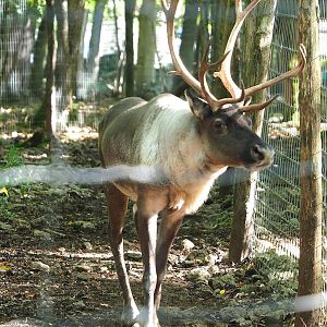 Eurasian forest reindeer (Rangifer tarandus fennicus), 2023-09-26