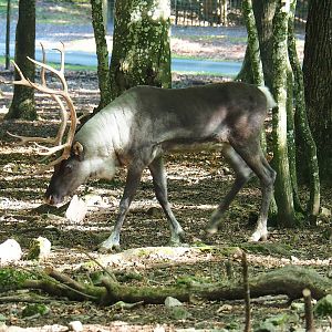 Eurasian forest reindeer (Rangifer tarandus fennicus), 2023-09-26