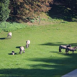 Heck horses (Equus ferus caballus), 2023-09-26