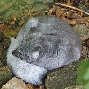 Arctic fox (Vulpes lagopus), 2023-09-26