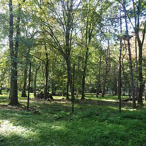 Eurasian grey wolf exhibit, 2023-09-26