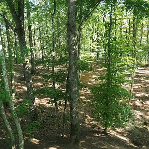 Eurasian grey wolf exhibit, 2023-09-26