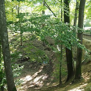 Eurasian grey wolf exhibit - Pit area with dens, 2023-09-26