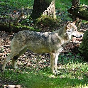 Eurasian grey wolf (Canis lupus lupus), 2023-09-26