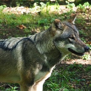 Eurasian grey wolf (Canis lupus lupus), 2023-09-26