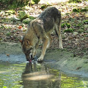 Eurasian grey wolf (Canis lupus lupus), 2023-09-26