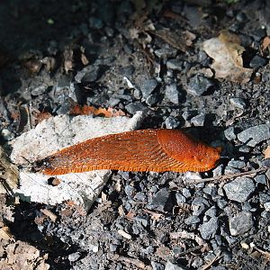 Wild Red slug (Arion rufus), 2023-09-26