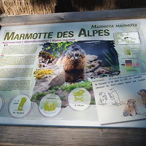 Example of new animal signage for Alpine marmots, 2023-09-26
