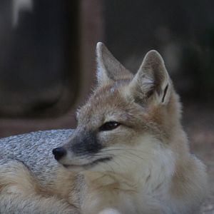 Swift fox - Wild Texas!