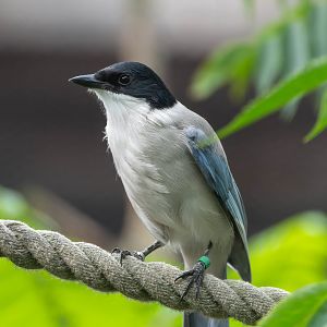 Azure winged magpie, Hamerton, UK