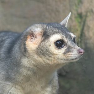 Cacomistle, Hamerton, UK