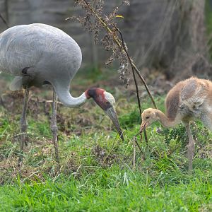 Saurus crane and chick, Hamerton, UK