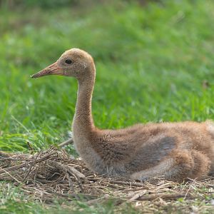 Saurus crane chick, Hamerton, UK